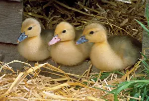 Muscovy: Muscovy Duck - ducklings x3 in row