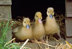 Muscovy: Muscovy Duck - ducklings x3 in row
