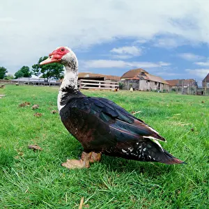 Muscovy: Muscovy Duck - In field with farm