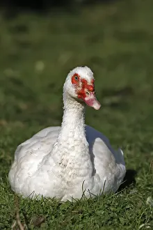 Moschata: Muscovy duck lying in the grass Franche-Comte France