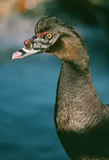 Muscovy: Muscovy Duck - male