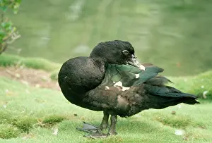 Muscovy: Muscovy Duck - male, wild