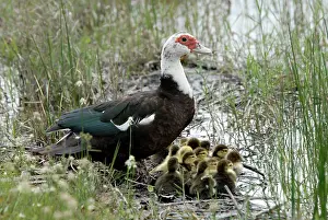 Muscovy: Muscovy Duck with recently hatched ducklings sheltering
