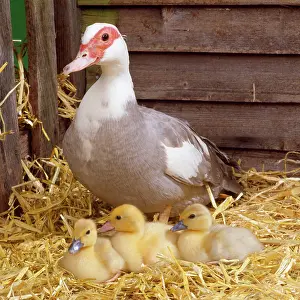 Muscovy: Muscovy DUCK - with X3 ducklings