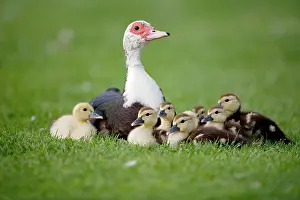 Muscovy: Muscovy Duck with Young