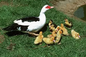 Muscovy: Muscovy duck with eleven young ducklings