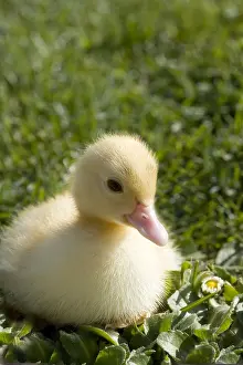 Moschata: Muscovy duckling in the grass France