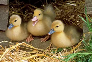 Muscovy: Muscovy Ducklings