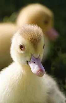 Moschata: Muscovy ducklings in the grass France