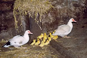 Muscovy: Muscovy DUCKS - with ducklings