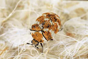 Varied: Museum / Varied Carpet BEETLE - crawling over carpet