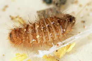 Varied: Museum / Varied Carpet BEETLE - 'woolly bearI