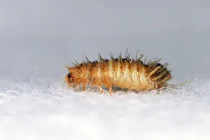 Varied: Museum / Varied Carpet BEETLE - 'woolly bearI larvae