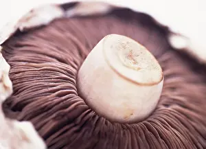 Bisporus: Mushroom