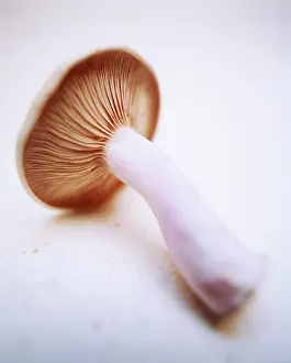 Psalliota: Mushroom