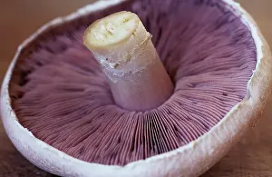 Bisporus: Mushroom