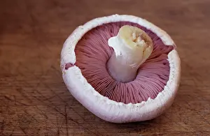 Worn: Mushroom