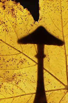 Toadstools: Mushroom