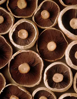 Bisporus: Mushroom