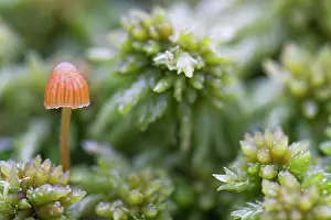 Peat: Mushroom