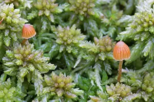 Peat: Mushroom