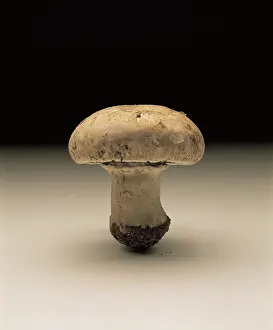 Champignon: Mushroom
