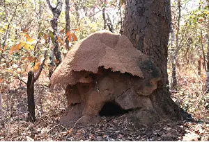Termite: mushroom capped TERMITE MOUND