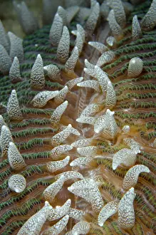Polyp: Mushroom Coral