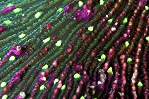 Fungia: Mushroom Coral - with bright green tentacular lobes
