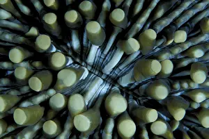 Funguses: Detail of mushroom coral, Heliofungia actiniformis, Walindi