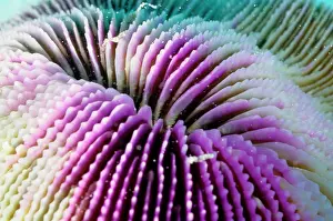 Polyps: A mushroom coral, mouth. Its polyps are solitary