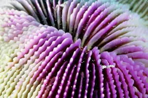Polyps: A mushroom coral, mouth. Its polyps are solitary