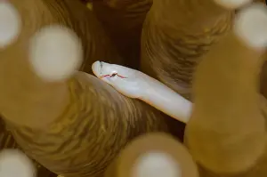 Line: Mushroom Coral Pipefish