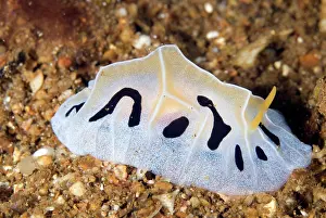 Nudibranches: Mushroom Coral Reticulidia Nudibranch
