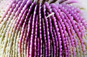 Polyps: A mushroom coral, skeletal structure. Its polyps