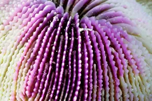 Polyps: A mushroom coral, skeletal structure. Its polyps