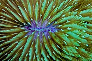 Unlike: Mushroom Coral - unlike most hard corals this species