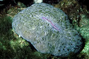 Fungia: MUSHROOM FUNGUS CORAL