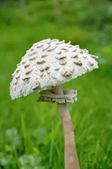 Arvensis: Mushroom, Horse mushroom, Agaricus arvensis, Side