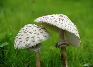 Arvensis: Mushroom, Horse mushroom, Agaricus arvensis, Side