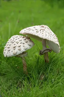 Arvensis: Mushroom, Horse mushroom, Agaricus arvensis, Side