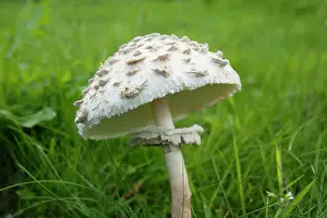Arvensis: Mushroom, Horse mushroom, Agaricus arvensis, Side