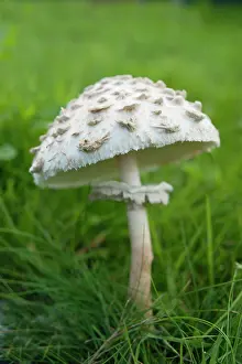 Arvensis: Mushroom, Horse mushroom, Agaricus arvensis, Side