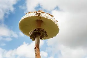 Arvensis: Mushroom, Horse mushroom, Agaricus arvensis, Close