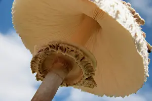 Arvensis: Mushroom, Horse mushroom, Agaricus arvensis, Close