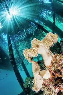 Barat: Mushroom leather coral (Sarcophyton ehrenbergi)