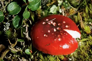 Dikson: Mushroom Russula sp. in tundra near Dikson