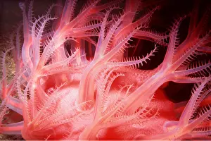 Corals: MUSHROOM SOFT CORAL - deep sea, 700-4000 ft