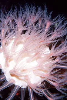 Corals: MUSHROOM SOFT CORAL - Depth 700-4000ft deep sea