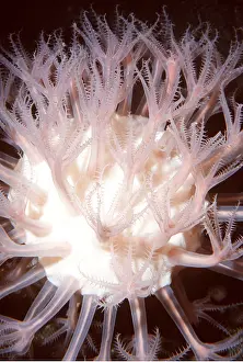 Corals: MUSHROOM SOFT CORAL - PINK, deep sea 700-4000 ft